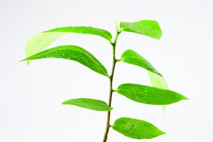 实体识别的实用技巧合集